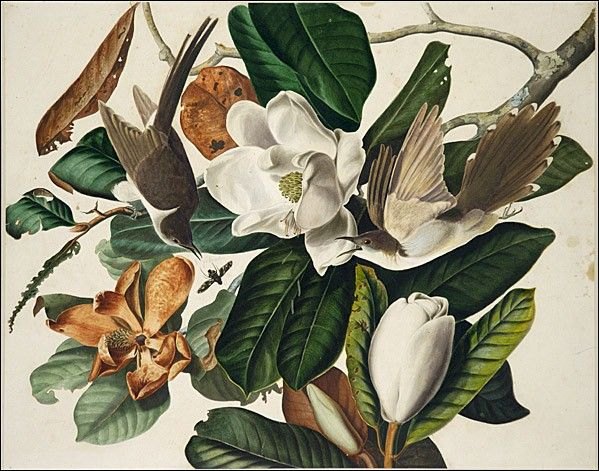 John James Audubon Black-Billed Cuckoo